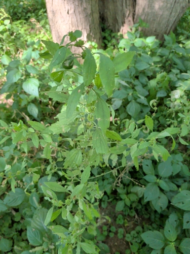 Chaiturus marrubiastrum, photograph 6