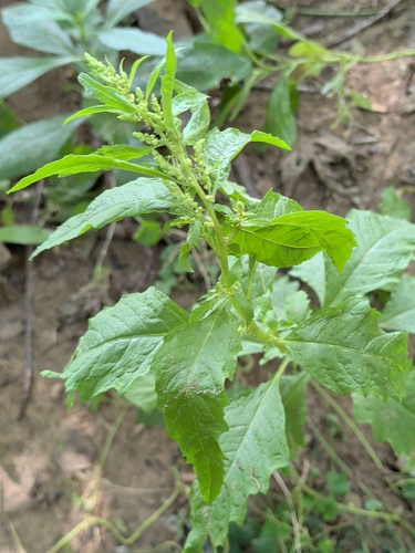Dysphania ambrosioides, photograph 2