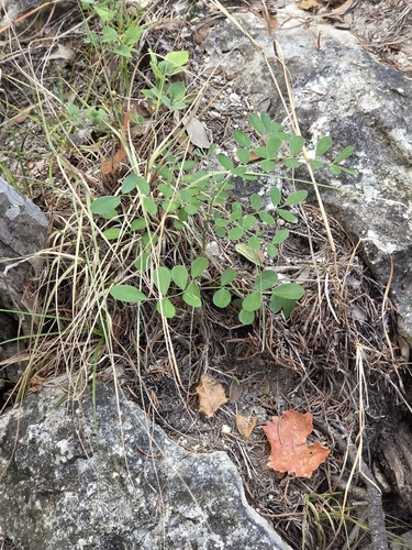 Styphnolobium affine, photograph 2