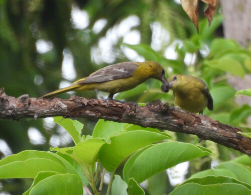 Hooded Oriole