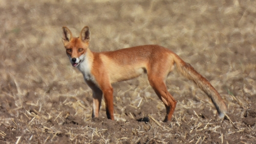 Red Fox