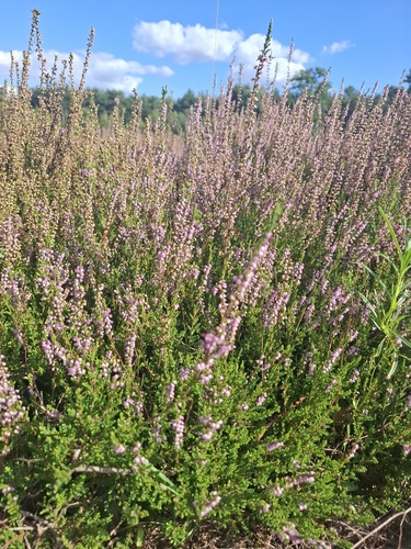 common heather