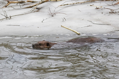 American Beaver