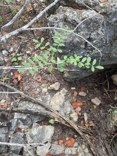 Styphnolobium affine, photograph 3