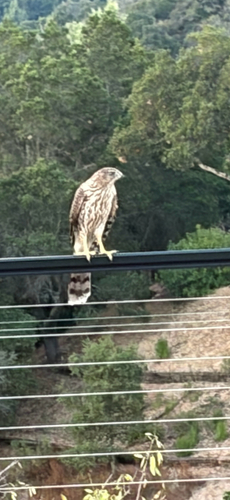 Cooper's Hawk