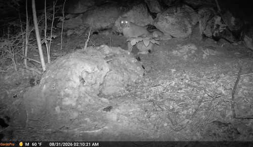 Bobcat