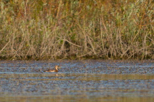 iNaturalist image