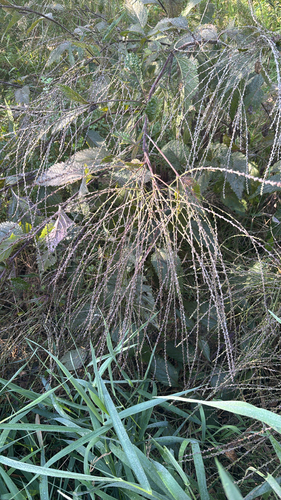 white vervain