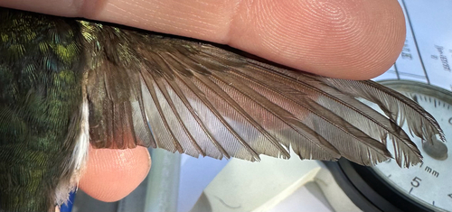 Black-chinned Hummingbird