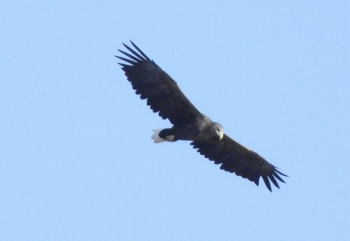 Haliaeetus albicilla albicilla
