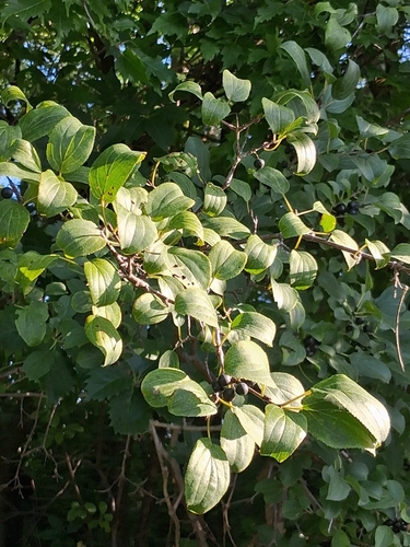 common buckthorn