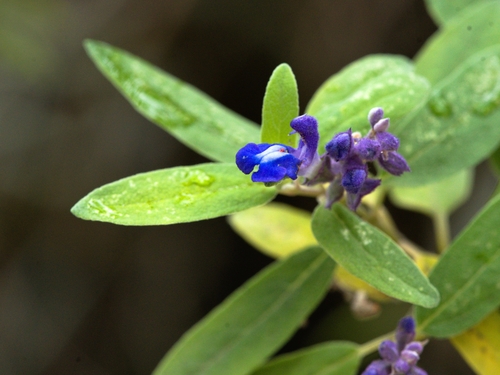 Salvia humboldtiana