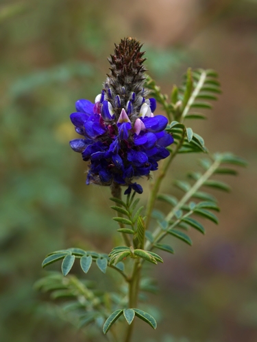 Dalea coerulea, photograph 3