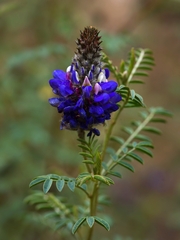Dalea coerulea, photograph (c) Esteban Poveda, some rights reserved (CC BY)