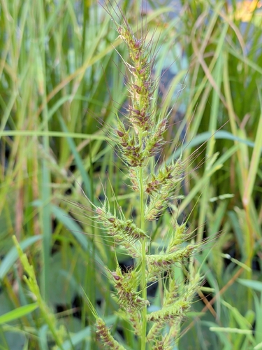rough barnyard grass