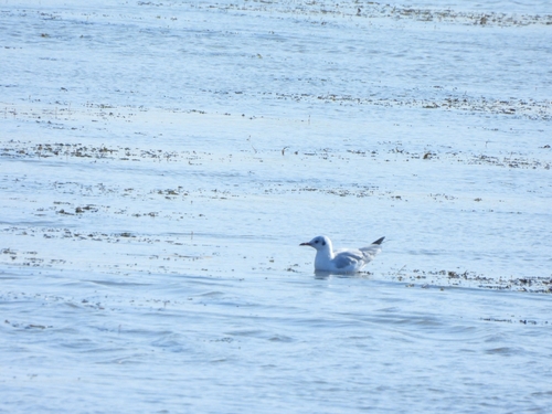 Black-headed Gull