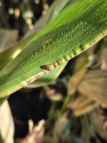 Spotted Pink Lady Beetle