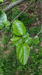 Morus alba