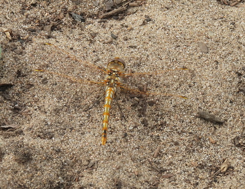 Variegated Meadowhawk