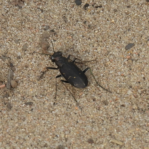 Boreal Long-lipped Tiger Beetle