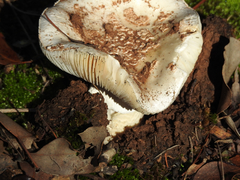 Amanita ochrophylla