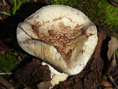 Amanita ochrophylla