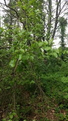 Morus alba