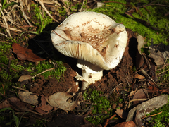 Amanita ochrophylla