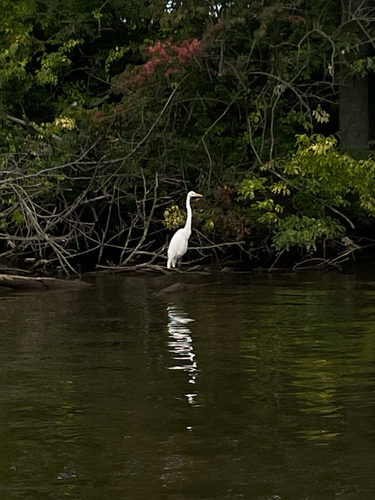 iNaturalist image