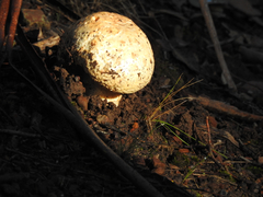 Amanita ochrophylla