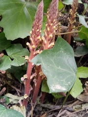 Image of Orobanche hederae