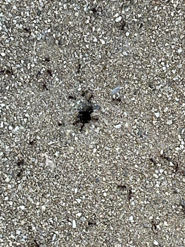 Rough Harvester Ant
