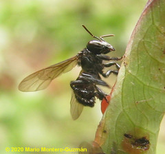 Trigona fuscipennis