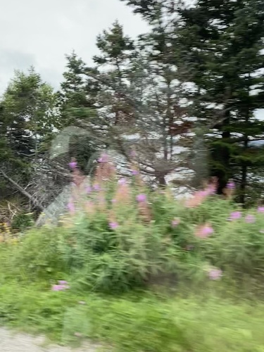 fireweed