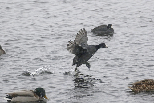 American Coot
