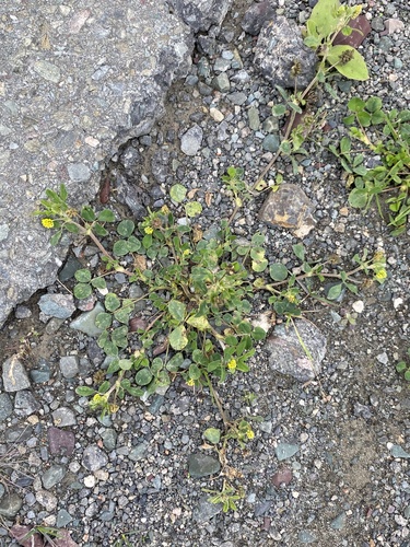Black Medick