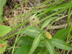 Klasea flavescens mucronata