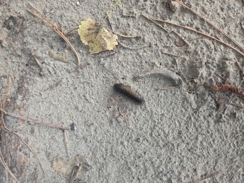 Salt Marsh Moth