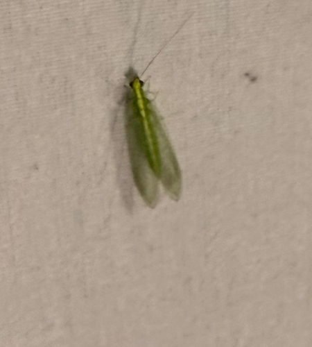 Red-lipped Green Lacewing