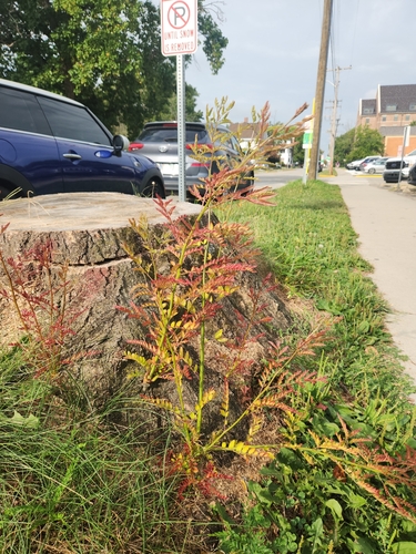 barnyardgrass