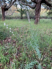 Linaria nivea