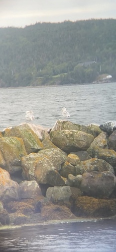 American Herring Gull