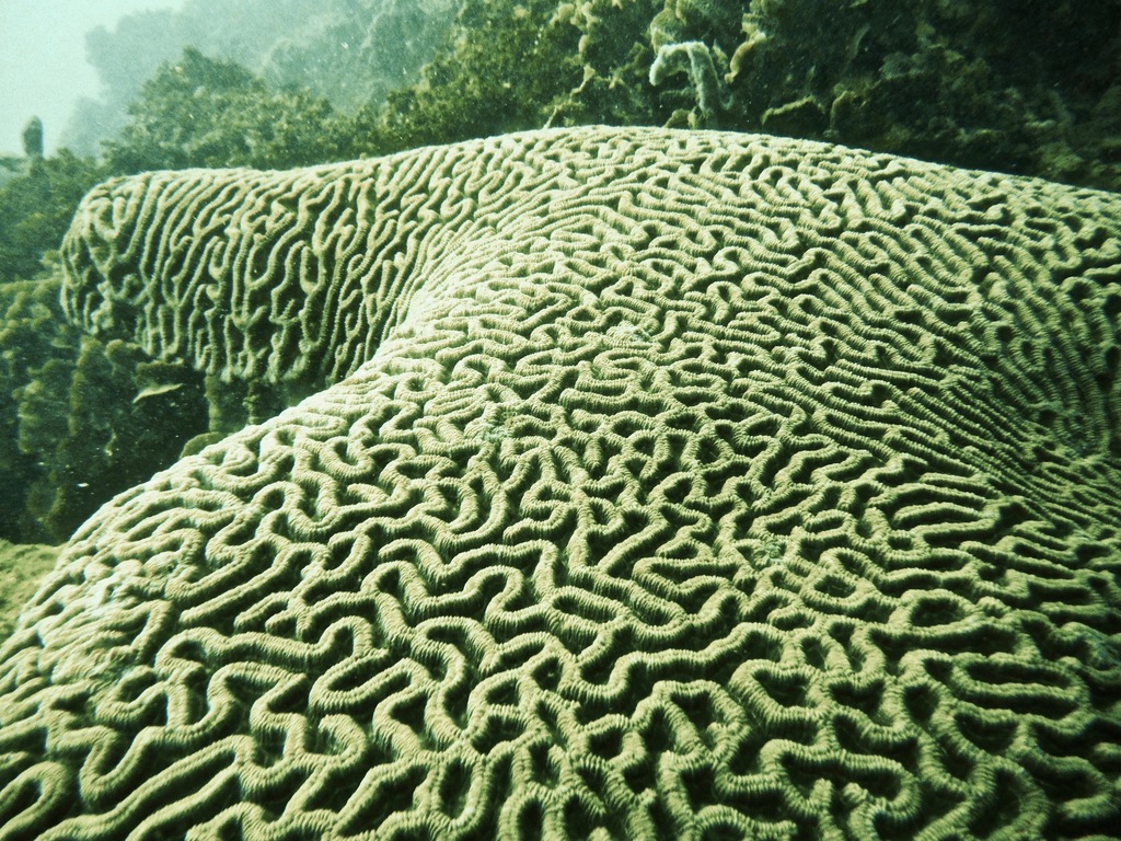 Boulder Brain Coral