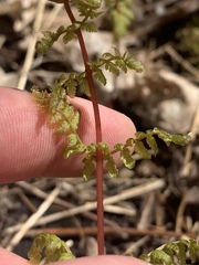 Cystopteris bulbifera