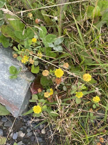 hop trefoil