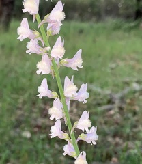 Linaria nivea