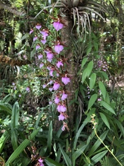 Rhynchostele bictoniensis