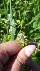 Plectritis congesta brachystemon