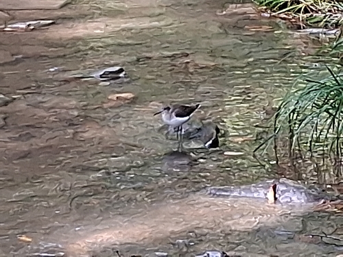 Spotted Sandpiper