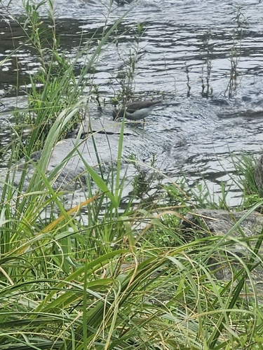 Spotted Sandpiper